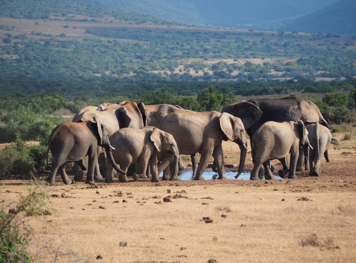 Road trip Afrique du Sud : safari Addo, cascades Tsitsikamma